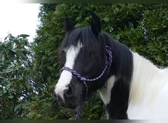 Gypsy Horse, Gelding, 5 years, 13 hh, Pinto, in Lathen,