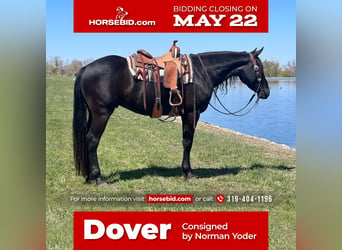 Quarter horse américain Croisé, Hongre, 5 Ans, 163 cm, Noir, in Zearing, IA,
