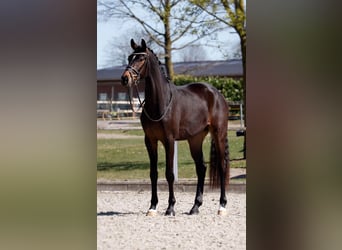 Hannoveraner, Wallach, 4 Jahre, 170 cm, Schwarzbrauner, in Lingen