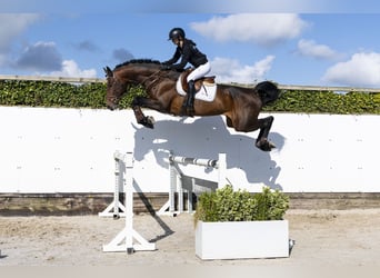 Oldenburg, Gelding, 6 years, 17 hh, , in Waddinxveen