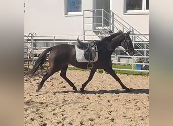 Irish Sport Horse, Stute, 11 Jahre, 168 cm, Dunkelbrauner, in Blomberg