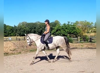 PRE Mix, Ruin, 11 Jaar, 154 cm, Appelschimmel, in Karlshuld