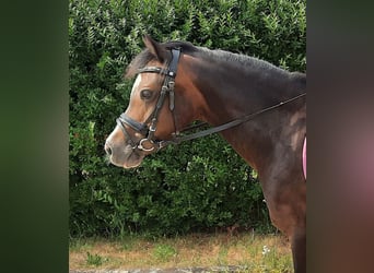 Welsh-A, Stute, 14 Jahre, 125 cm, Dunkelbrauner, in Gifhorn