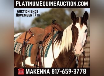 Quarter horse américain, Hongre, 13 Ans, 152 cm, Tobiano-toutes couleurs, in Lipan Tx,