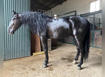 PRE Mix, Stallion, 8 years, 16.1 hh, Black, in Madrid,
