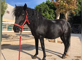 Plus de poneys/petits chevaux Croisé, Hongre, 17 Ans, 125 cm, Noir, in Xixona/Jijona,