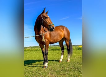 Polo Pony, Wallach, 7 Jahre, 152 cm, Brauner, in Seuzach
