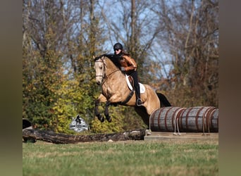 American Quarter Horse, Wallach, 5 Jahre, Buckskin, in Fresno