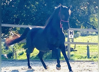 Arabian horses, Gelding, 12 years, 14.2 hh, Black, in Öhningen,
