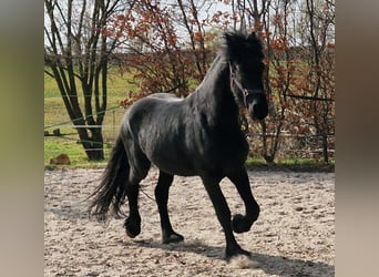 Friesian horses, Stallion, 3 years, 15.2 hh, in Senftenberg,
