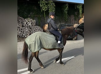 Pony, Minihorse oder Esel im Limmattal