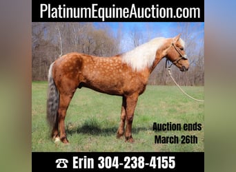 American Morgen Horse, Hongre, 6 Ans, 150 cm, Palomino, in Hillsboro, KY,