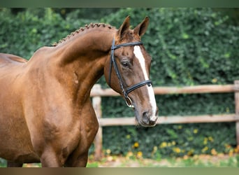 Koń oldenburski, Klacz, 14 lat, Ciemnokasztanowata, in Heerde