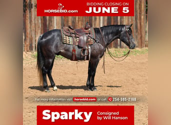 American Quarter Horse, Gelding, 5 years, Gray, in Joshua, TX,