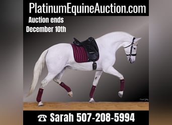 Andalusian, Mare, 11 years, 15.2 hh, White, in Oelwein, IA,