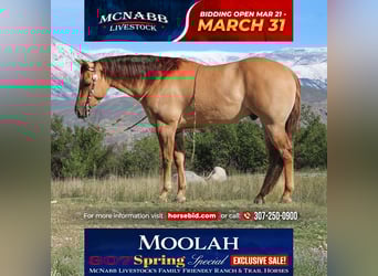 American Quarter Horse, Gelding, 5 years, 15 hh, Red Dun, in Cody, WY,