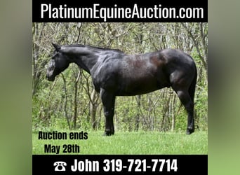 Quarter horse américain, Hongre, 14 Ans, 152 cm, Noir, in lIBSON ia,