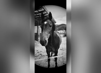 Pflege- und Reitbeteiligung