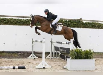 Zangersheider, Wallach, 5 Jahre, 162 cm, Brauner, in Waddinxveen,