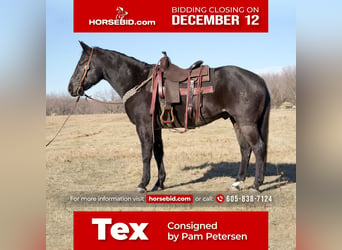 Quarter horse américain, Hongre, 15 Ans, 152 cm, Rouan Bleu, in Valley Springs, SD,