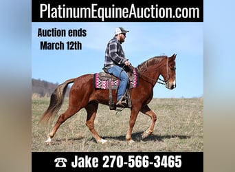 Tennessee Walking Horse, Wallach, 12 Jahre, 155 cm, Rotfuchs, in Jamestown KY,