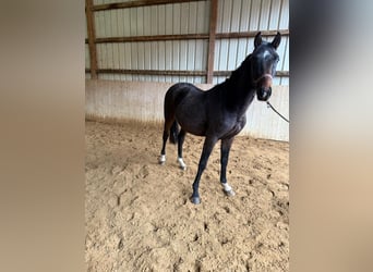 Gelding 3 years