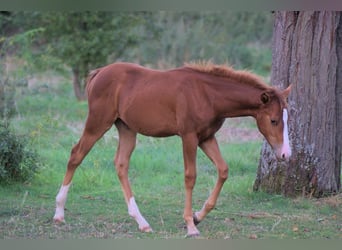 Quarter horse américain, Étalon, 1 Année, 150 cm, Alezan, in Mellingen