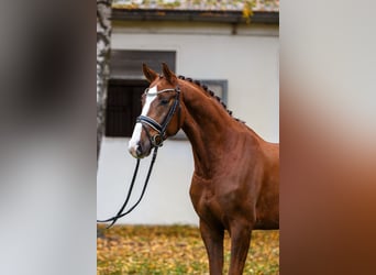 Hannoveriano, Caballo castrado, 4 años, 167 cm, Alazán-tostado, in Burgdorf