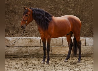 PRE, Ruin, 5 Jaar, 165 cm, Donkerbruin, in Krumbach