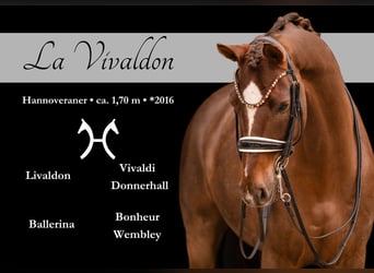 Hanoverian, Gelding, 10 years, 16,2 hh, Chestnut, in Wehringen