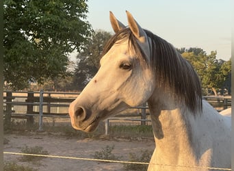 Arabisches Partbred, Wallach, 11 Jahre, 155 cm, Schimmel, in Hamminkeln