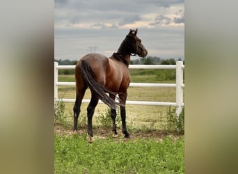 Polish sport horse, Stallion, 4 years, 16,1 hh, Brown, in Buk