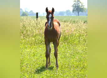 American Quarter Horse, Mare, 1 year, Chestnut-Red, in Uedem,