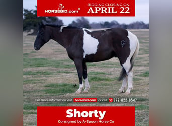 Paint Horse, Castrone, 11 Anni, 140 cm, in Kaufman, TX,