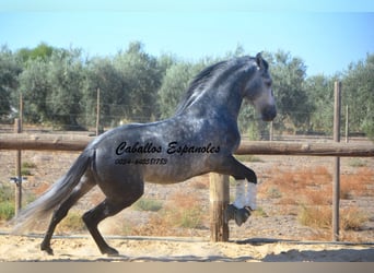 PRE Mix, Stallion, 6 years, 15,2 hh, Grey-Dapple, in Vejer de la Frontera