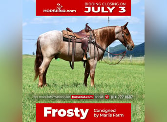 Draft Horse Mix, Gelding, 4 years, Roan-Red, in Rebersburg, PA,