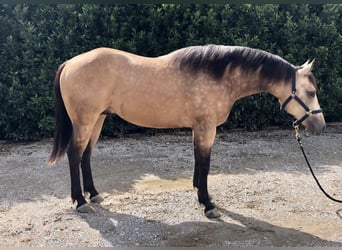 American Quarter Horse, Wallach, 6 Jahre, 155 cm, Buckskin, in Bruchsal,