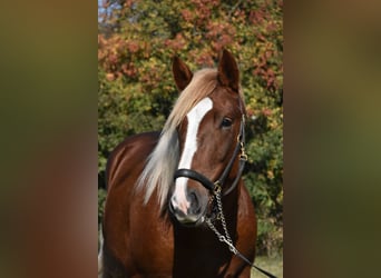 Süddeutsches Kaltblut, Hengst, 3 Jahre, 165 cm, Dunkelfuchs, in Arnstorf