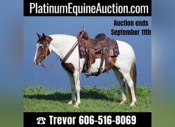 Tennessee walking horse, Merrie, 13 Jaar, 150 cm, Tobiano-alle-kleuren, in Whitley City,