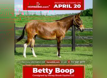 Mule, Jument, 8 Ans, 137 cm, Bai cerise, in Honey Brook