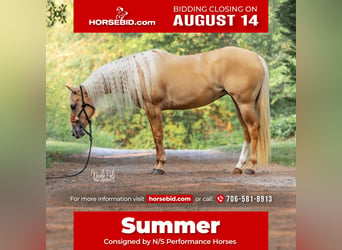 American Quarter Horse, Merrie, 5 Jaar, 155 cm, Palomino, in Chatsworth, GA,