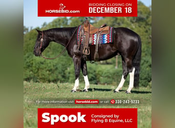 Paint Horse, Hongre, 8 Ans, 155 cm, Noir, in Huntsville,