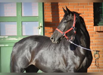 German Sport Horse, Gelding, 4 years, 17 hh, Black, in Berlin,