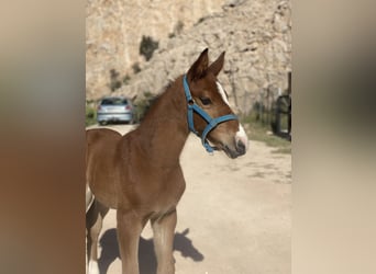 Oldenburger Springpferd, Hengst, 1 Jahr, Brauner, in Fuendetodos,