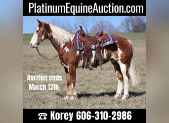 American Quarter Horse, Wallach, 11 Jahre, Rotfuchs, in Whitley City KY,