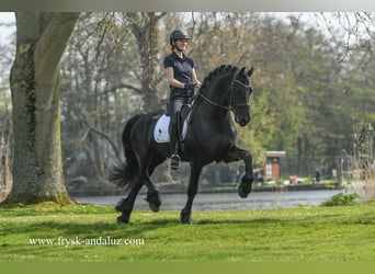 Friesian horses, Stallion, 5 years, 16.2 hh, Black, in Mijnsheerenland,
