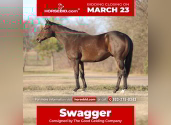 American Quarter Horse Mix, Gelding, 6 years, 15,2 hh, Bay, in Athens