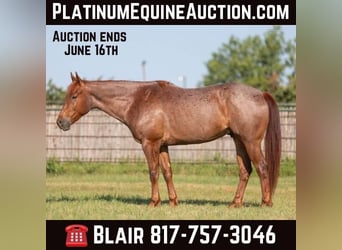 American Quarter Horse, Wallach, 6 Jahre, Roan-Red, in Weatherford TX,