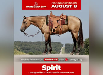 American Quarter Horse, Gelding, 6 years, 15.1 hh, Buckskin, in Purdy, MO,