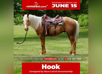 American Quarter Horse, Wallach, 3 Jahre, Palomino, in La Porte